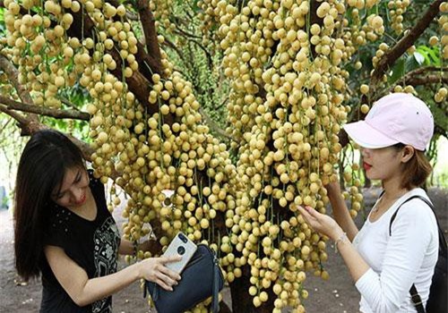 Đồng Nai: Ở nơi này có vườn dâu chín vàng trĩu quả, tấp nập người vào ra