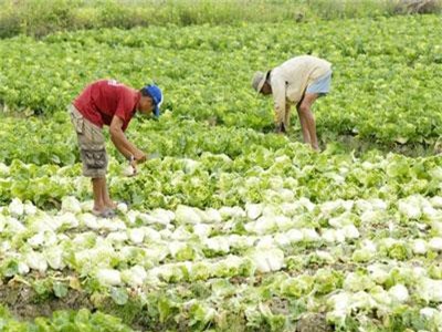 Đồng Tháp: Đẩy mạnh cấp mã số vùng để xuất khẩu nông sản