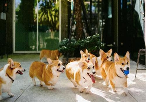 Siêu cấp dễ thương: Quán cà phê chó corgi nổi tiếng nhất Bangkok khiến dân tình phát sốt, con nào con nấy cũng "ú nu ú nần"