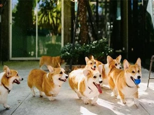 Siêu cấp dễ thương: Quán cà phê chó corgi nổi tiếng nhất Bangkok khiến dân tình phát sốt, con nào con nấy cũng "ú nu ú nần"