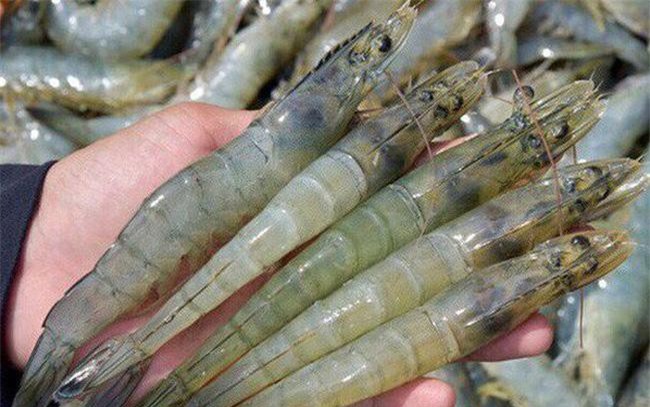 CPTPP tác động tích cực đến xuất khẩu tôm của Việt Nam