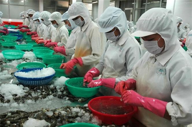 Xuất khẩu tôm chuyển biến tích cực sang một số nước CPTPP