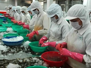 Xuất khẩu tôm chuyển biến tích cực sang một số nước CPTPP