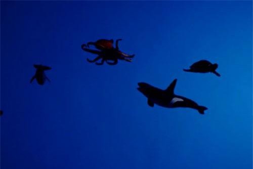 Nguy cơ từ hiện tượng "nước mắt xanh" trên biển