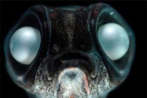 Bất ngờ chiêu thích nghi "dị" của động vật ở Nam Cực