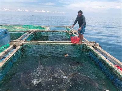 Quảng Ngãi: Có vốn, dân nuôi cá to bự, trồng tỏi thơm làm giàu