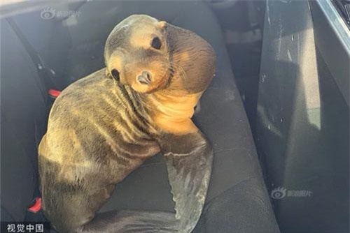 Sư tử biển cản trở giao thông, vội "đầu thú" cảnh sát