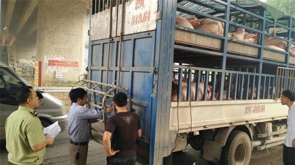 Lào Cai: Lực lượng QLTT thực hiện một loạt biện pháp phòng, chống dịch tả lợn Châu Phi