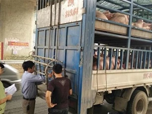 Lào Cai: Lực lượng QLTT thực hiện một loạt biện pháp phòng, chống dịch tả lợn Châu Phi