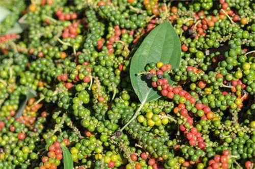 HTX đầu tiên xuất khẩu hạt tiêu sang châu Âu