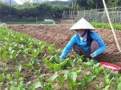 Lai Châu: Chỉ trồng hơn 1.000m2 rau xanh, mỗi tháng “bỏ túi” 7 triệu đồng