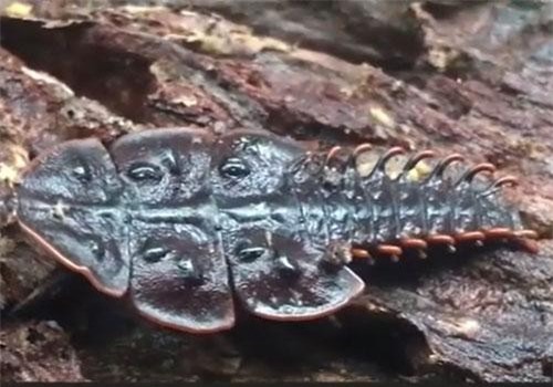 Khám phá loài bọ quý hiếm nửa thế kỷ mới gặp một lần ở Singapore