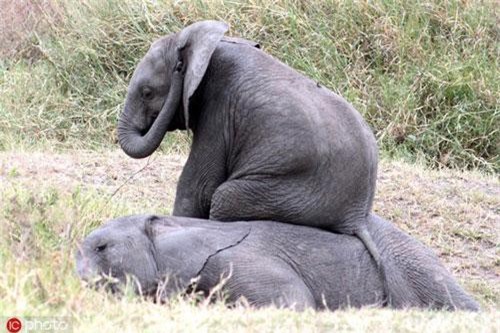 Những màn "troll" phụ huynh siêu hài trong thế giới động vật