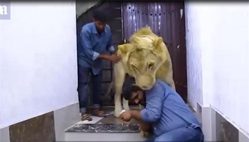 CLIP: "Rùng mình" cho sư tử ở chung nhà như thú cưng 