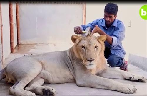 Chàng trai Pakistan nuôi sư tử làm thú cưng