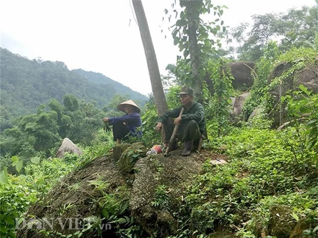 thu bon tien nho dem loai cay la ve trong tren doi lon nhon da hoc hinh anh 8