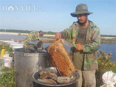 Ninh Bình: Luyện ong làm mật ngọt từ... biển mặn, thu 2-3 triệu/ngày