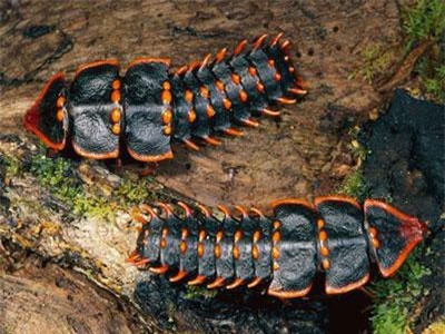 CLIP: Phát hiện loài bọ cực hiếm khó gặp ở Singapore