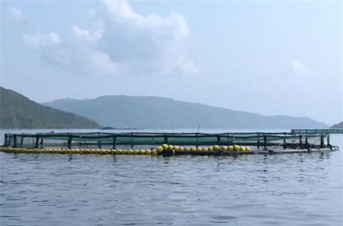 Phát triển nuôi biển tạo sinh kế mới cho ngư dân