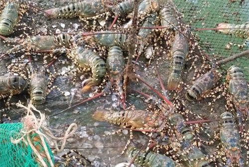 Biến bất lợi thành ưu thế thông qua những mô hình nuôi tôm hiệu quả