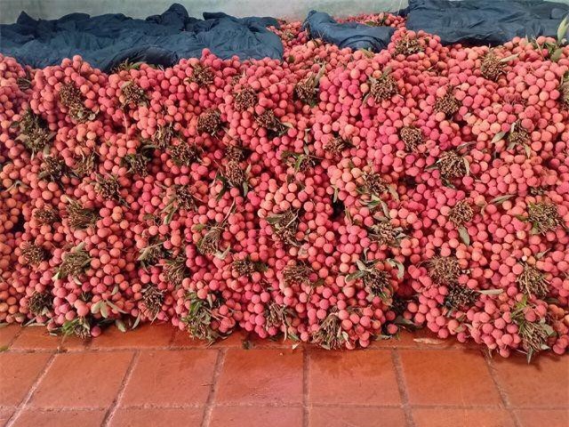 Lái buôn Trung Quốc tăng mua gấp đôi, mỗi ngày 3.000 tấn vải thiều