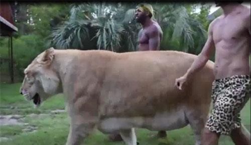 CLIP: "Chúa sơn lâm" nặng hơn 300 kg sống chung với người