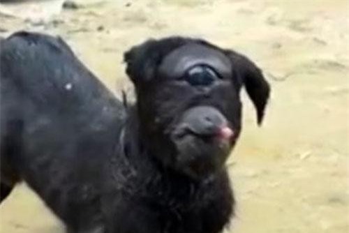 Bí ẩn quái vật một mắt mang tên Cyclops