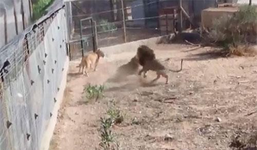 CLIP: Hai con sư tử đực hỗn chiến trong mùa giao phối