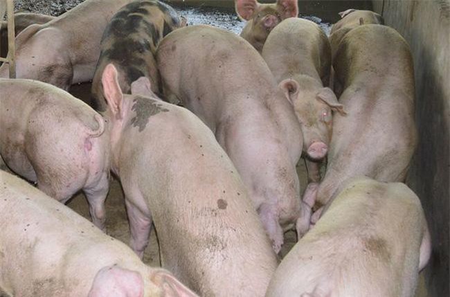 58 tỉnh, thành có dịch tả lợn châu Phi