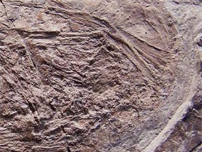 Loài sinh vật cổ đại kì lạ có thể bay ngay từ khi sinh ra?