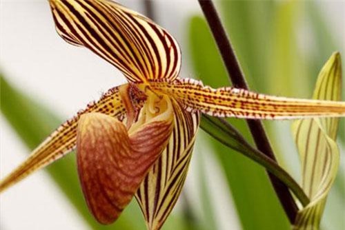 Độc lạ loài lan hài “Vàng của Kinabalu”, 15 năm nở 1 lần