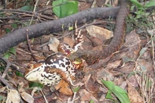 Loài rắn chỉ chăm chăm rình trộm nọc độc, hút về mình