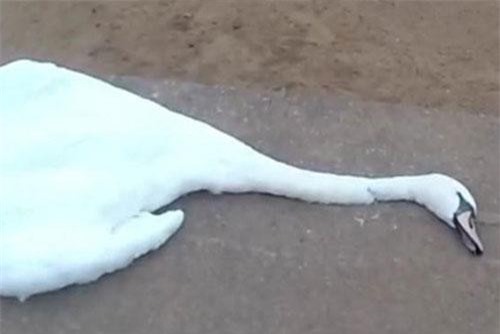 Du khách đối mặt với án tù vì giết hại thiên nga của Nữ hoàng Anh