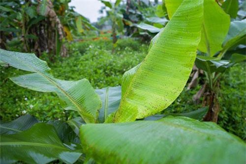 Trồng chuối lấy lá thay túi nylon