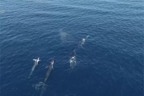 Cảnh báo số lượng sinh vật biển giảm mạnh