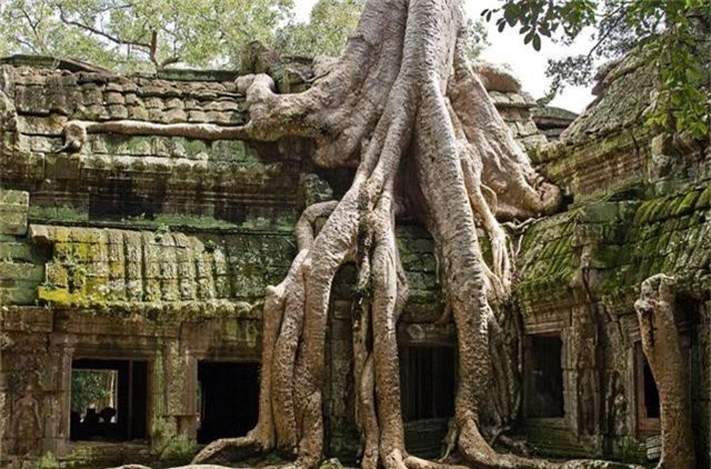 Rễ cây cổ thụ vặn xoắn như trăn khổng lồ muốn “nuốt chửng” ngôi đền - 1