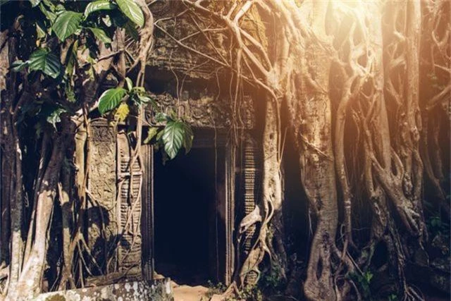 Rễ cây cổ thụ vặn xoắn như trăn khổng lồ muốn “nuốt chửng” ngôi đền - 2