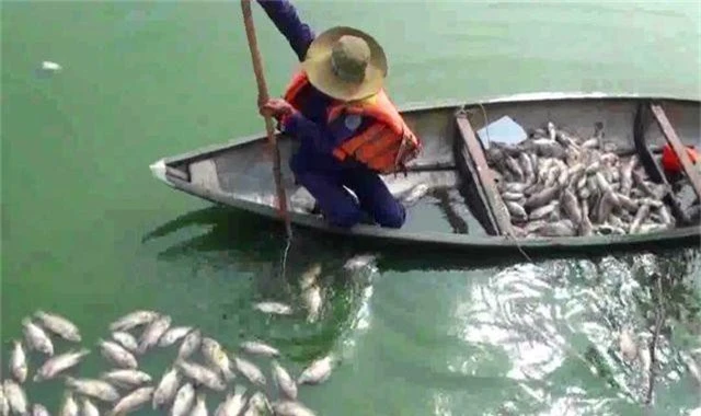 Tình trạng cá chết ở hồ trung tâm Đà Nẵng ngày càng nhiều - 1