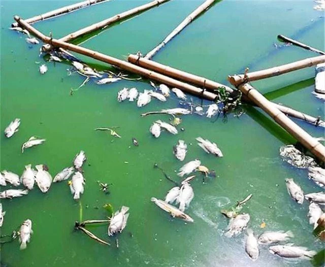 Tình trạng cá chết ở hồ trung tâm Đà Nẵng ngày càng nhiều - 2