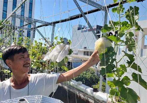 Ông bố Đà Nẵng chăm dưa lê, rau ngoại mơn mởn trên sân thượng siêu rộng