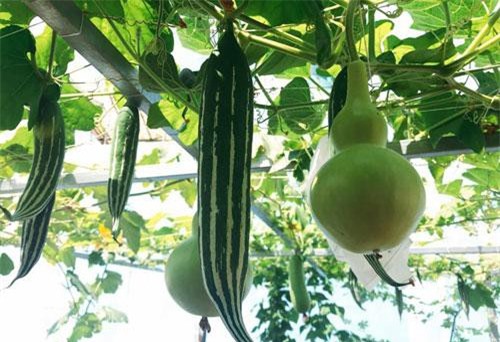 Vườn rau trồng trong thùng gỗ xanh mướt trên sân thượng của gia đình Sài Gòn