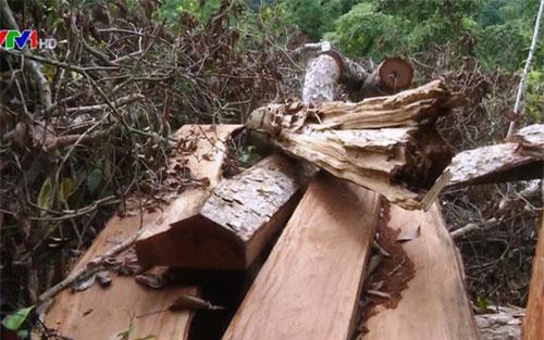 Thực tế buồn ở Bắc Kạn: Cả thôn rủ nhau... phá rừng