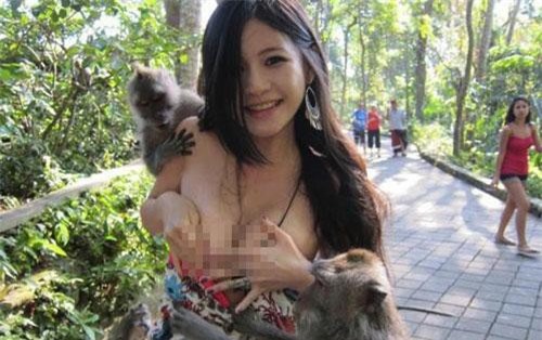 Lý do Ấn Độ sắp phải dùng thuốc tránh thai cho khỉ