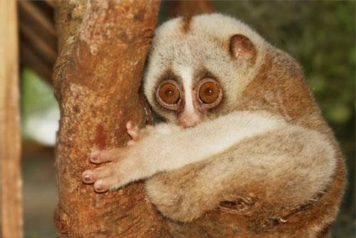 Giải mã chiêu lừa ngoạn mục của những động vật tài tình