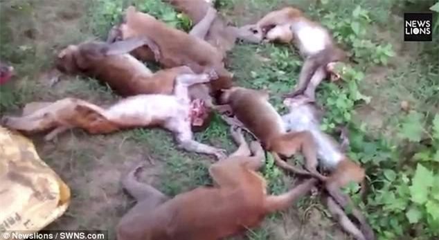 Hổ gầm lên đe dọa, 12 khỉ đột trụy tim chết ngay tại chỗ