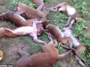Hổ gầm lên đe dọa, 12 khỉ đột trụy tim chết ngay tại chỗ