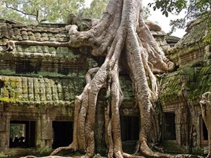 Rễ cây cổ thụ vặn xoắn như trăn khổng lồ muốn “nuốt chửng” ngôi đền