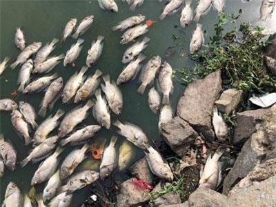 Tình trạng cá chết ở hồ trung tâm Đà Nẵng ngày càng nhiều