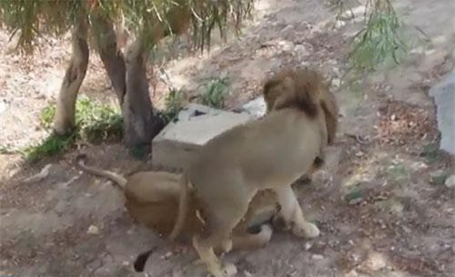 Gặp phải tình địch "cứng" sư tử đực bỏ chạy