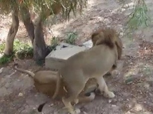 Gặp phải tình địch "cứng" sư tử đực bỏ chạy